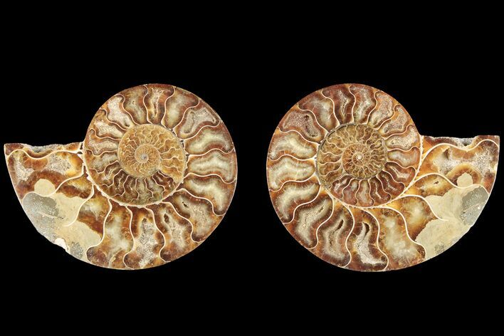 Cut & Polished, Agatized Ammonite Fossil - Madagascar #184139